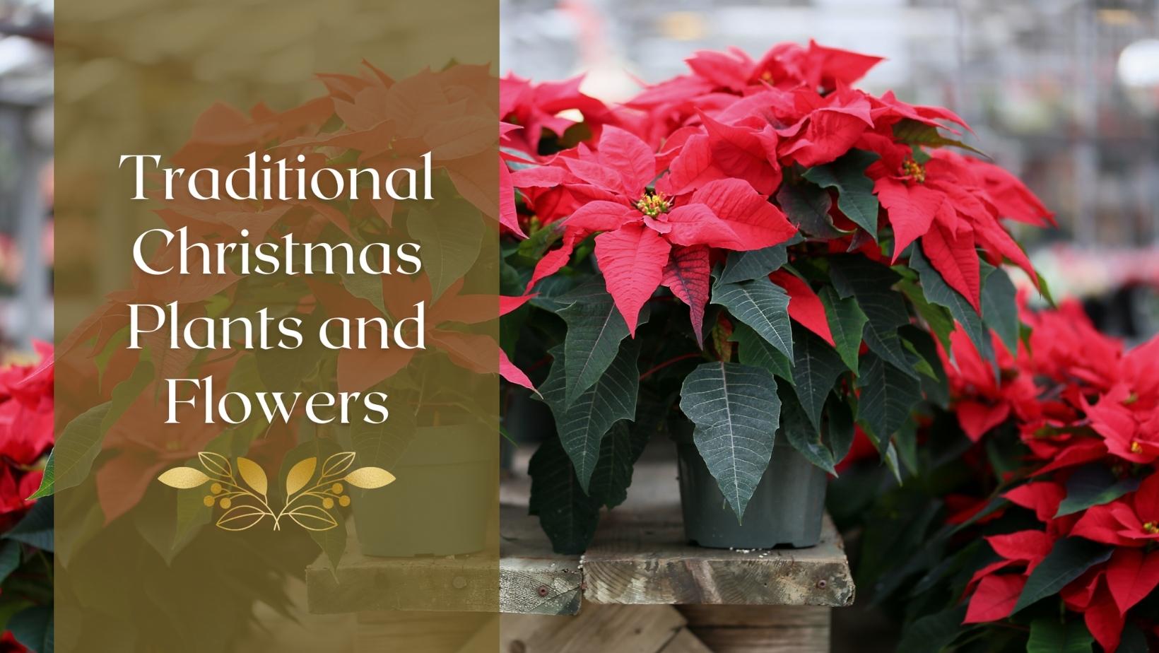 Traditional Christmas Plants and Flowers